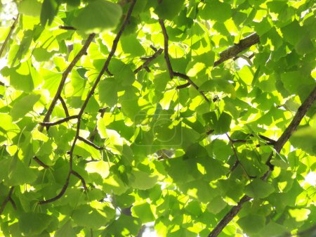 Foto de Hermoso fondo natural con hojas verdes en el bosque - Imagen libre de derechos