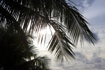 Téléchargez les photos : Feuilles de cocotier en été - en image libre de droit