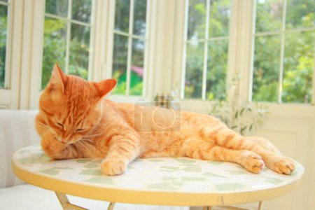 Téléchargez les photos : Mignon chat rouge à la maison, portrait rapproché - en image libre de droit