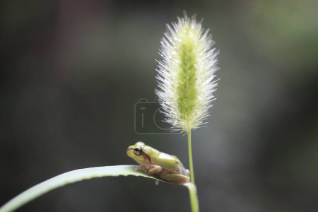 Photo for Small frog sitting on flower, close up of little amphibian at wild nature - Royalty Free Image