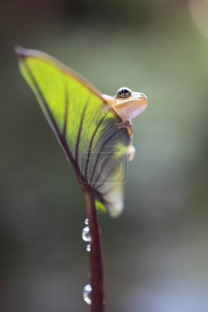 Foto de Pequeña rana sentada en la flor, primer plano de pequeño anfibio en la naturaleza salvaje - Imagen libre de derechos