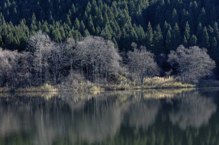Téléchargez les photos : Belle vue sur le lac dans la forêt - en image libre de droit