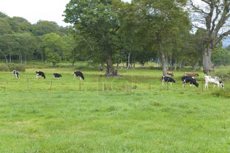 Téléchargez les photos : Troupeau de vaches broutant sur prairie verte - en image libre de droit