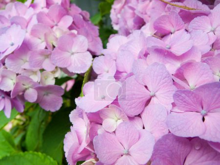 Téléchargez les photos : Hortensia fleurs fleurissant dans le parc - en image libre de droit