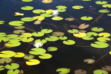 Photo for Pond with flowers and leaves water lilies - Royalty Free Image