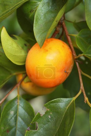 Téléchargez les photos : Fruits de kaki orange mûrs sur les branches des arbres dans le jardin - en image libre de droit