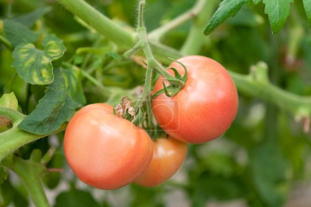 Foto de Tomates rojos que crecen en el invernadero - Imagen libre de derechos
