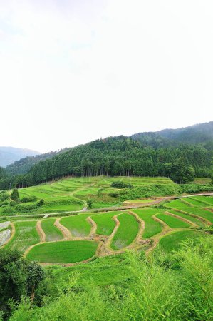Photo for Rice field in the mountains - Royalty Free Image