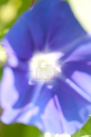 Foto de Primer plano plano de hermosa flor ipomoea - Imagen libre de derechos
