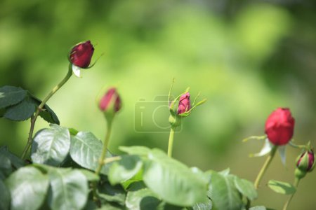 Téléchargez les photos : Belle rose rouge dans le jardin - en image libre de droit