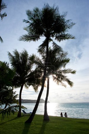 Photo for Coconut tree leaves in summer - Royalty Free Image