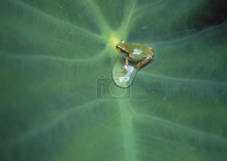Téléchargez les photos : Gros plan de belle grenouille sur fond naturel - en image libre de droit