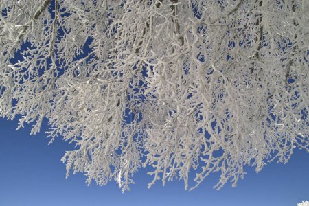 Foto de Ramas de árboles cubiertas de escarcha blanca - Imagen libre de derechos