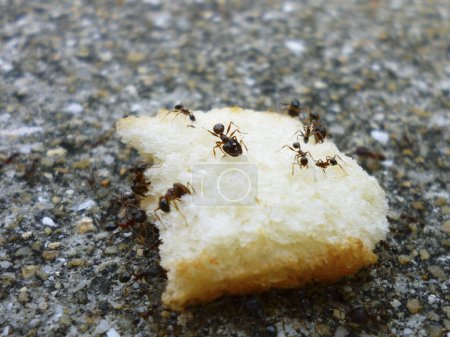 Photo for Ants on the bread - Royalty Free Image