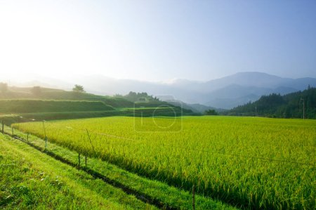 Téléchargez les photos : Vue du matin des plantes vertes au champ - en image libre de droit