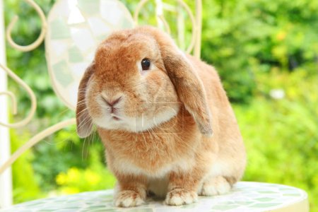 Photo for Closeup of cute brown rabbit - Royalty Free Image
