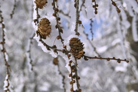Téléchargez les photos : Branches d'arbres couvertes de givre blanc - en image libre de droit