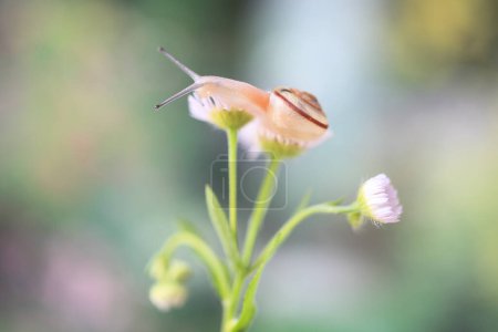 Foto de El primer plano del caracol sobre las flores, el fondo natural - Imagen libre de derechos