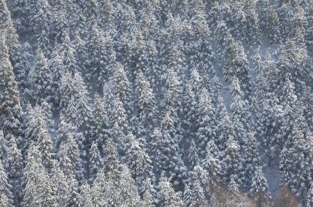 Beautiful winter mountains with trees covered in hoarfrost and snow