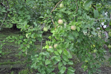 Foto de Vista de cerca de manzanas en ramas de árboles en huerto - Imagen libre de derechos