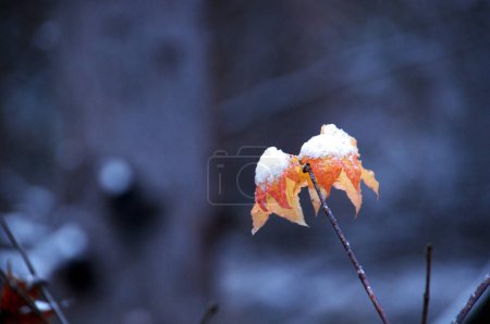 Téléchargez les photos : Gros plan de feuilles dans la neige - en image libre de droit