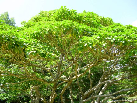 Foto de Árbol grande con hojas verdes - Imagen libre de derechos