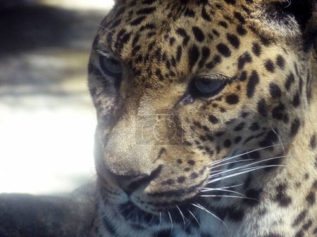 Téléchargez les photos : Animal léopard dans le zoo sur le fond, gros plan - en image libre de droit