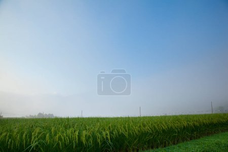 Foto de Hermoso paisaje con campo de plantas de arroz verde - Imagen libre de derechos