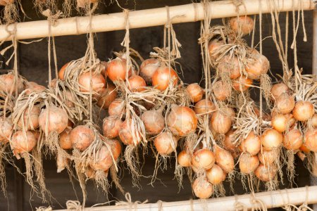 Téléchargez les photos : Oignons frais au marché fermier, gros plan - en image libre de droit