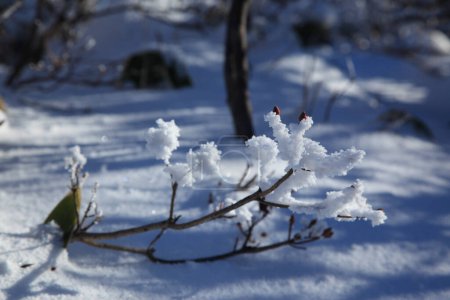 Foto de Bosque de invierno en la nieve - Imagen libre de derechos