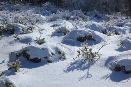 Téléchargez les photos : Paysage hivernal avec neige. - en image libre de droit