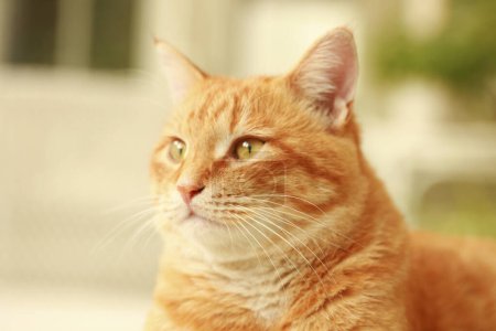 Téléchargez les photos : Portrait de chat rouge - en image libre de droit