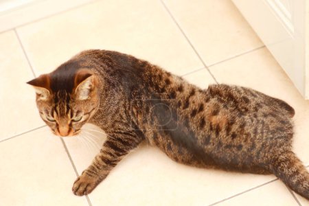 Foto de Gato acostado en el suelo en casa - Imagen libre de derechos