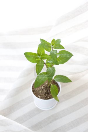 Téléchargez les photos : Plante dans un pot blanc sur le fond blanc - en image libre de droit