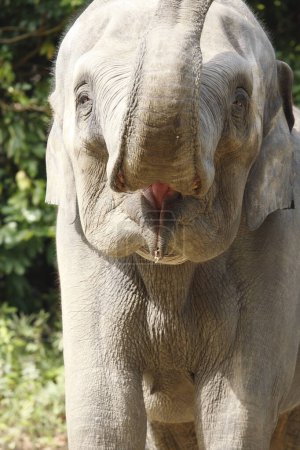 Téléchargez les photos : Gros plan d'un éléphant - en image libre de droit