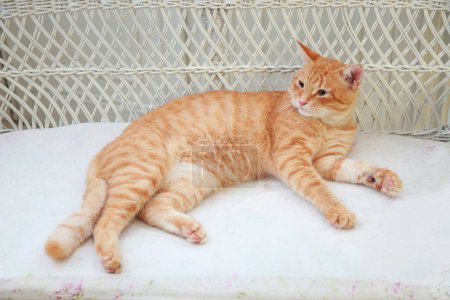 Téléchargez les photos : Mignon chat rouge à la maison, portrait rapproché - en image libre de droit