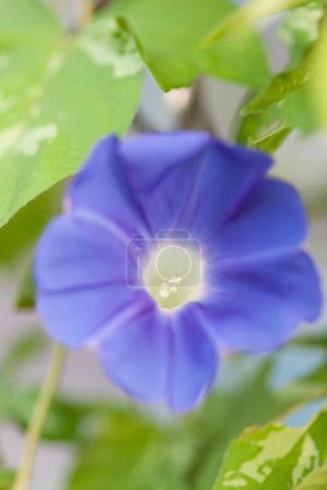Foto de Primer plano plano de hermosa flor ipomoea - Imagen libre de derechos