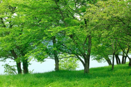 Téléchargez les photos : Arbres de printemps avec herbe verte - en image libre de droit