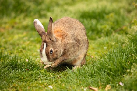 Téléchargez les photos : Le lapin sur l'herbe - en image libre de droit