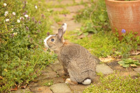 Photo for Little cute grey rabbit in garden - Royalty Free Image