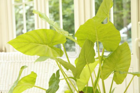 Téléchargez les photos : Gros plan de plante en pot avec des feuilles vertes - en image libre de droit