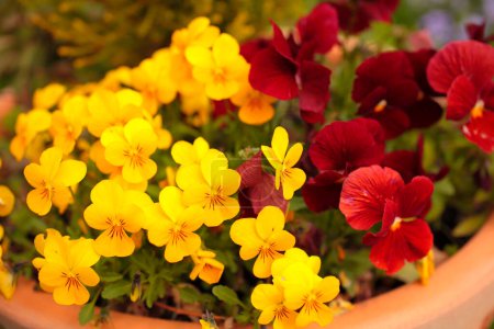 Téléchargez les photos : Fleurs colorées dans un jardin - en image libre de droit