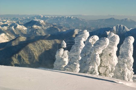 Téléchargez les photos : Arbres couverts de neige blanche - en image libre de droit