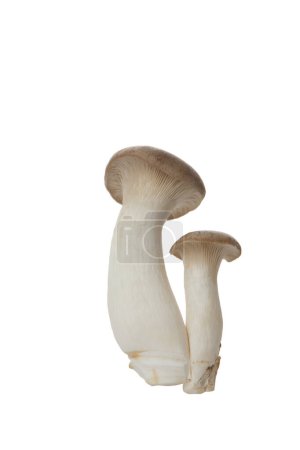 Téléchargez les photos : Champignons shiitake frais sur fond blanc, gros plan - en image libre de droit