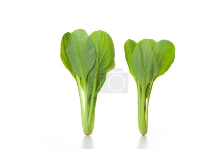 Téléchargez les photos : Vue rapprochée de légumes verts frais feuillus bio sur fond clair - en image libre de droit