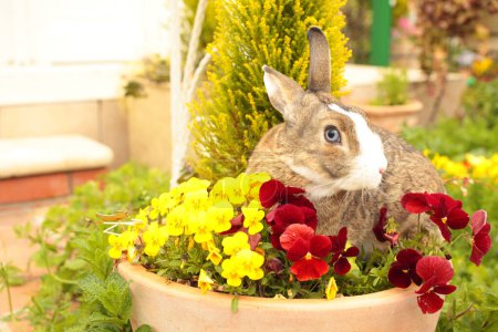 Photo for Rabbit and flower pot on the grass - Royalty Free Image