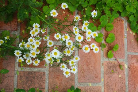Téléchargez les photos : Fleurs blanches sur le mur - en image libre de droit