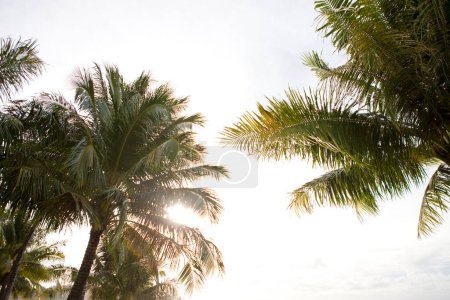 Photo for Coconut tree leaves in summer - Royalty Free Image