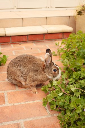 Foto de El lindo conejito en el jardín - Imagen libre de derechos