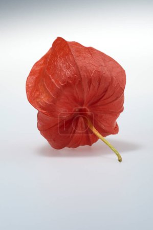 Photo for Red physalis on grey background, closeup shot - Royalty Free Image